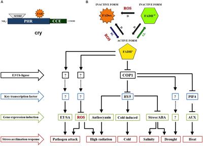 Cryptochrome-Related Abiotic Stress Responses in Plants